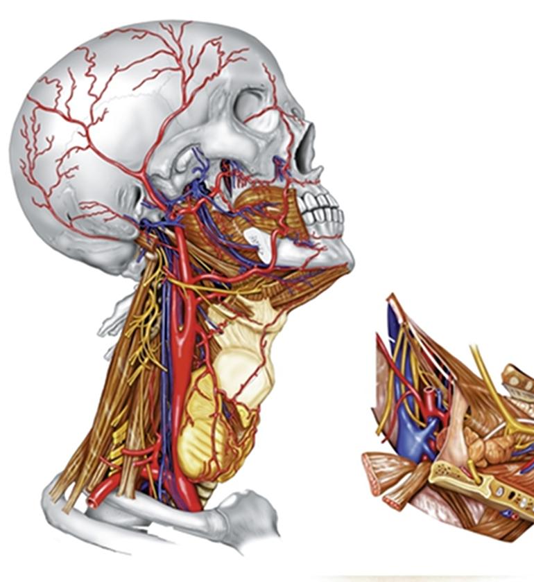 Medizinische Illustration